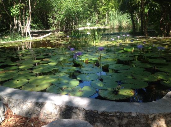 Jardín Botánico Regional Roger Orellana CICY